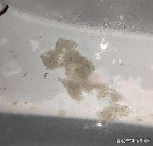 鱼缸管子上有一层白色絮状物