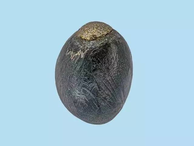 上古卷轴5古老闪光的树苗怎么取