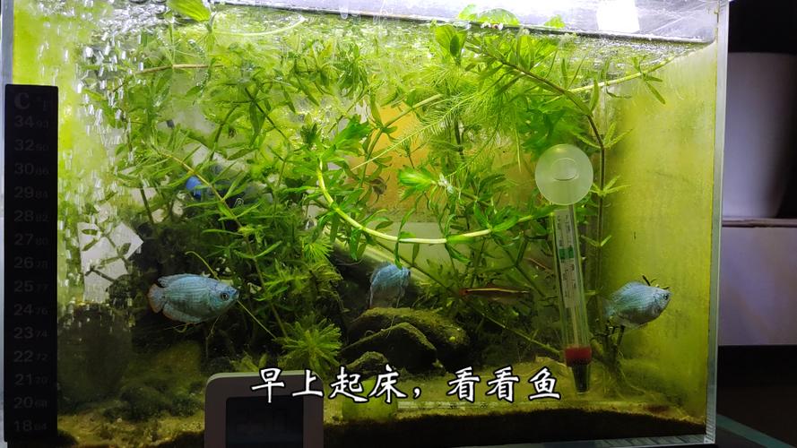元气鱼缸图标