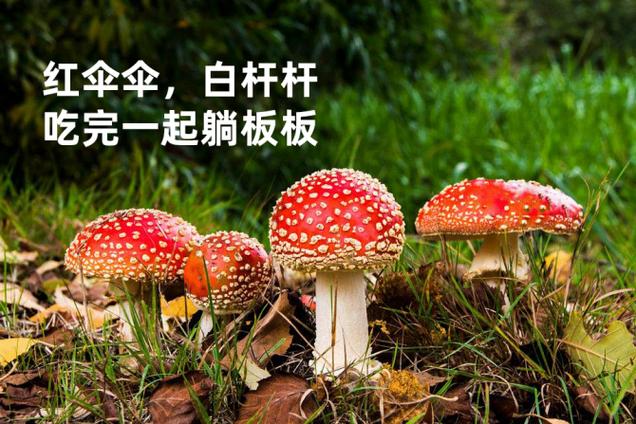红伞伞白杆杆搞笑版