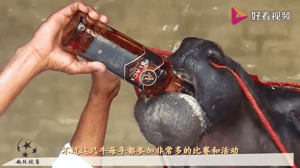 富牛牛身价有多少亿