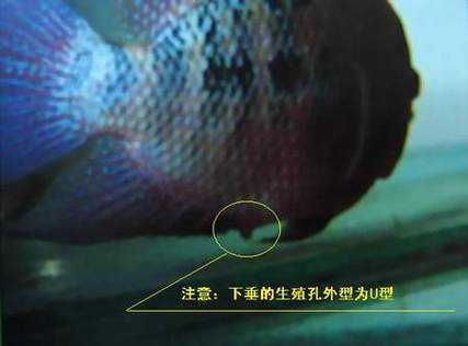 罗汉鱼繁殖公式