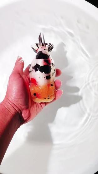金鱼在线直播图标