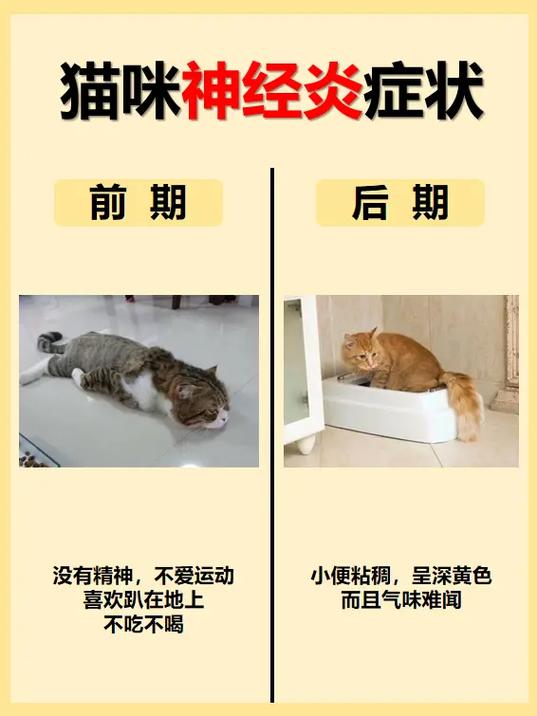 猫咪病症大全