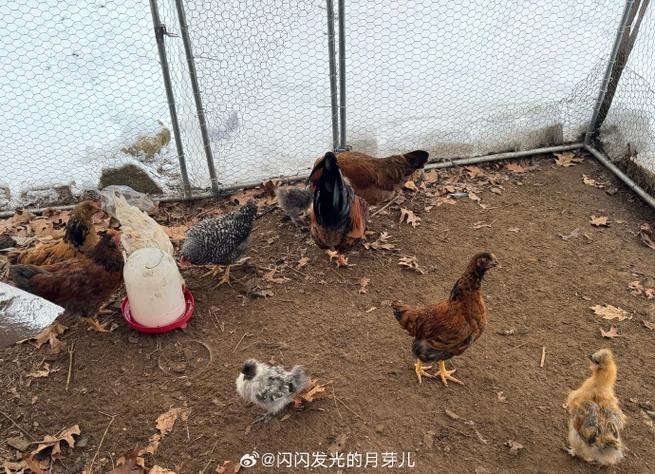 我要养鸡