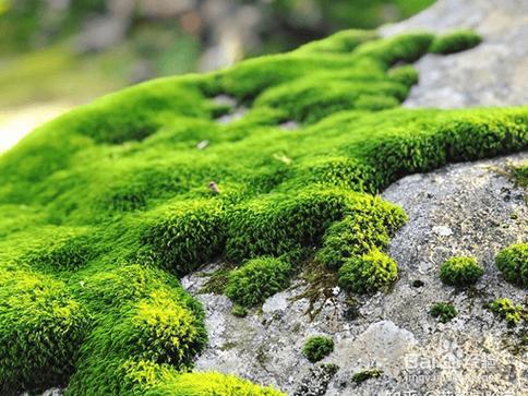 苔藓植物图片