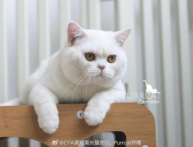 纯白英短多少钱一只