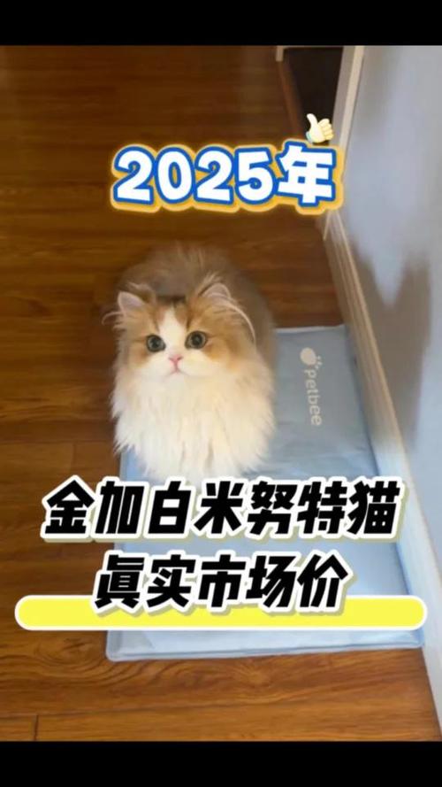 2025猫价格表和图片