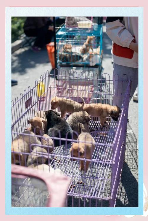 西安狗市场在哪里
