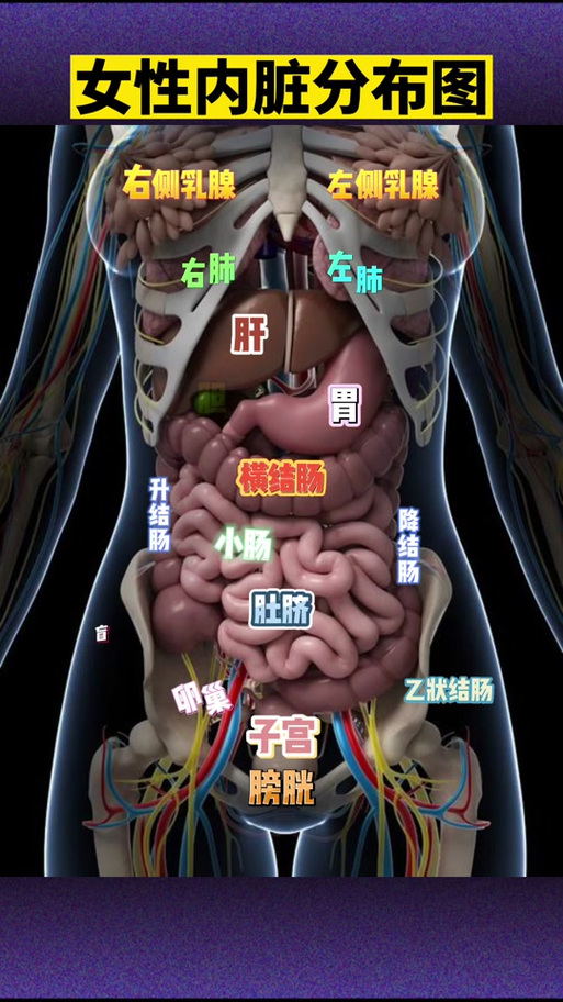 女性身体内脏构造