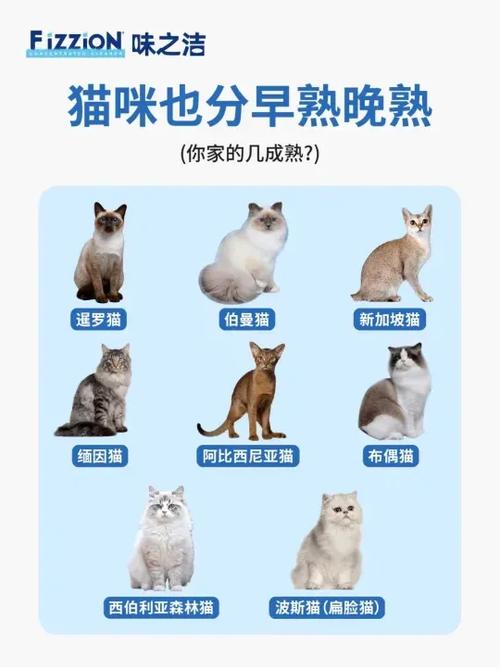 猫咪成长记分红猫缩略图
