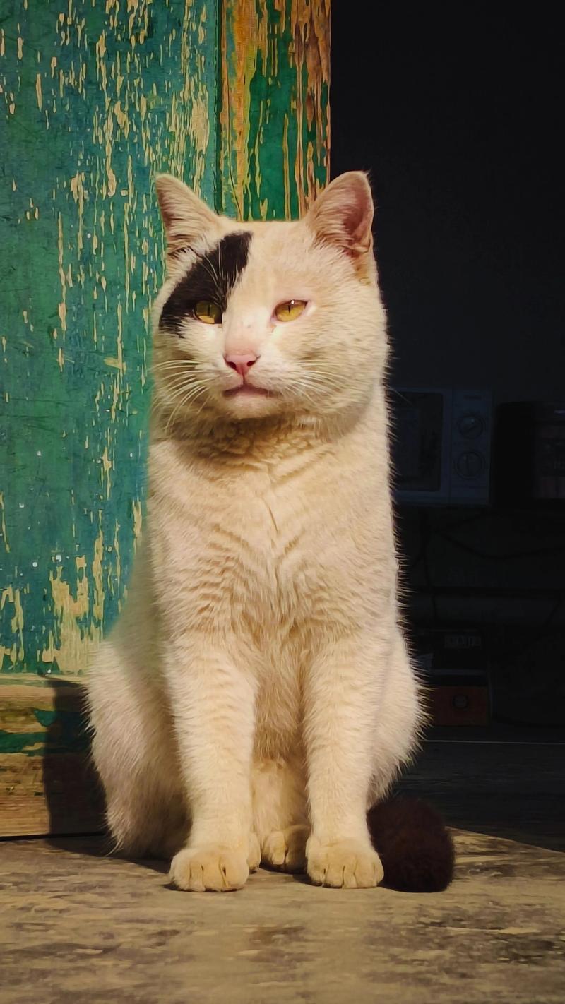 猫咪看黄旧版下载