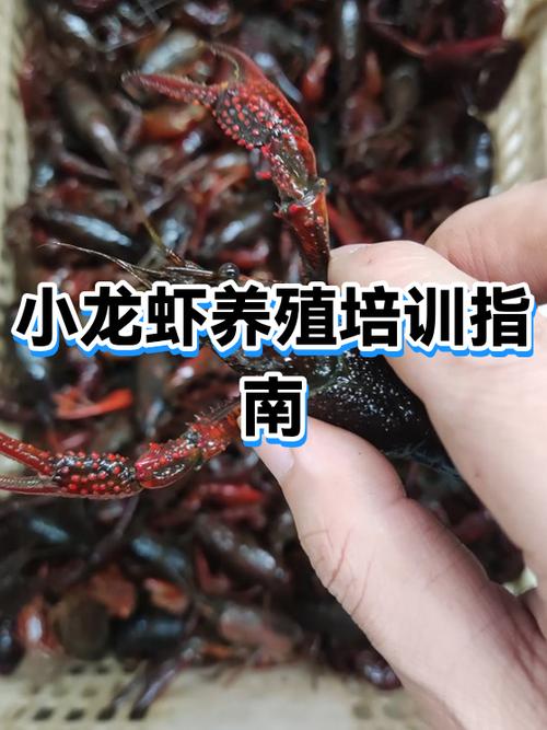 学养虾一般要学多久缩略图