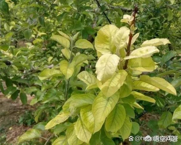 果树黄叶病用什么药