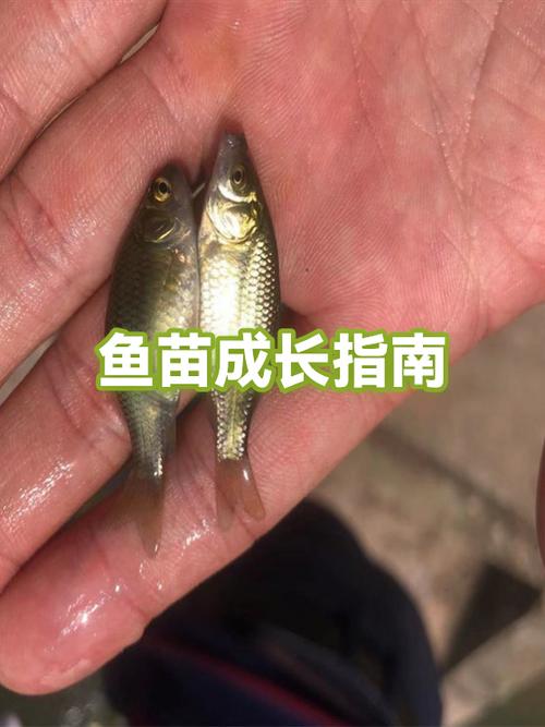 我的世界热带鱼怎么繁殖缩略图