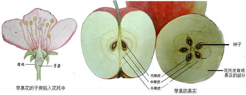 果实的组成部分视频