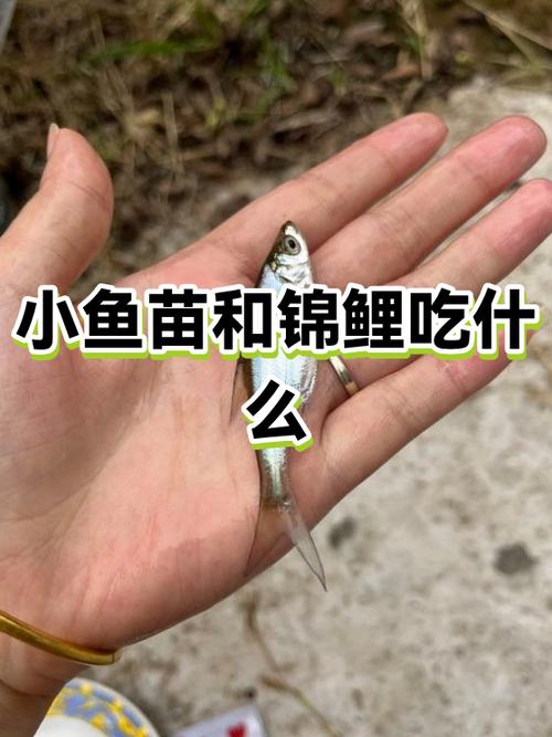 野外钓到锦鲤可以吃吗