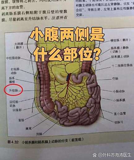肚子整个部位图