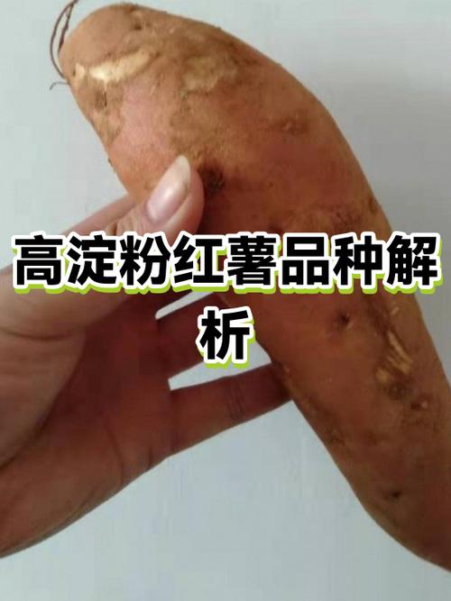 十大高淀粉红薯