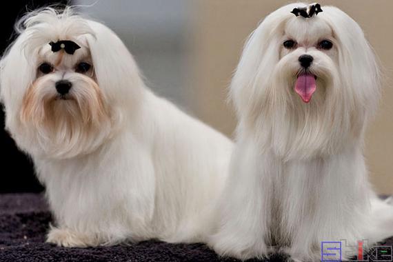 犬的分类怎么分