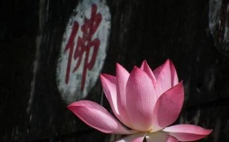 学佛网手机版