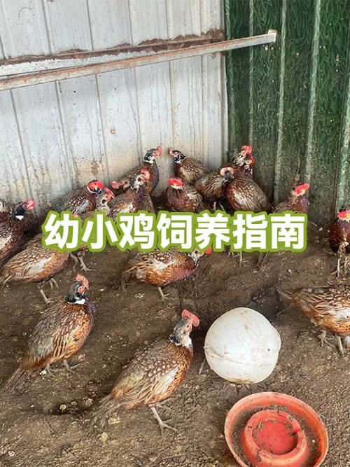 小鸡养殖技术和方法图标