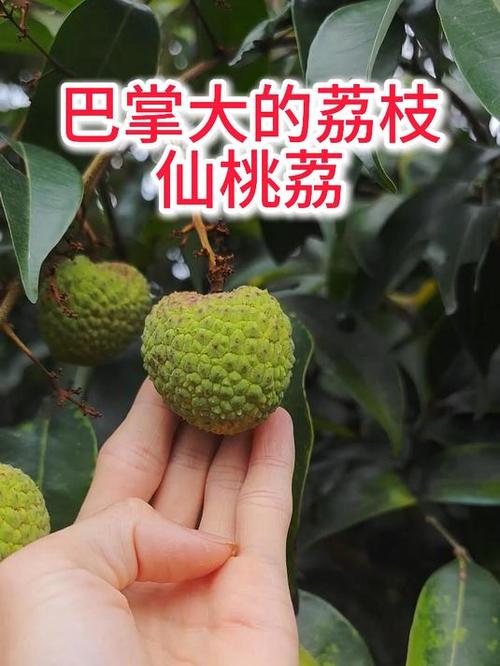 最稳产的荔枝品种
