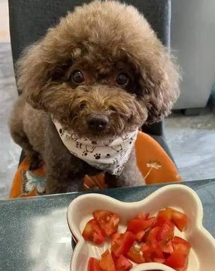 狗狗番茄可以吃吗