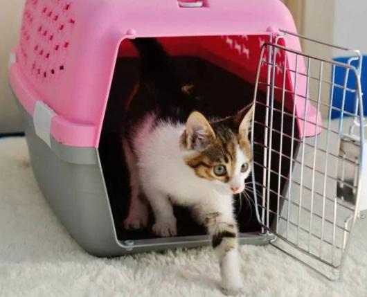 猫可以带上火车吗