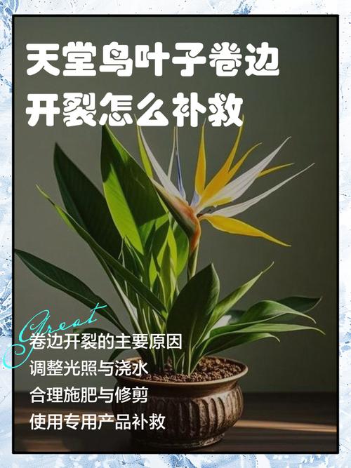 天堂鸟开裂的叶子修复