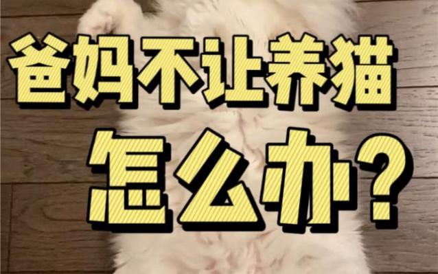 父母不肯养猫怎么办