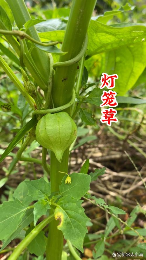 灯捻子怎么搓