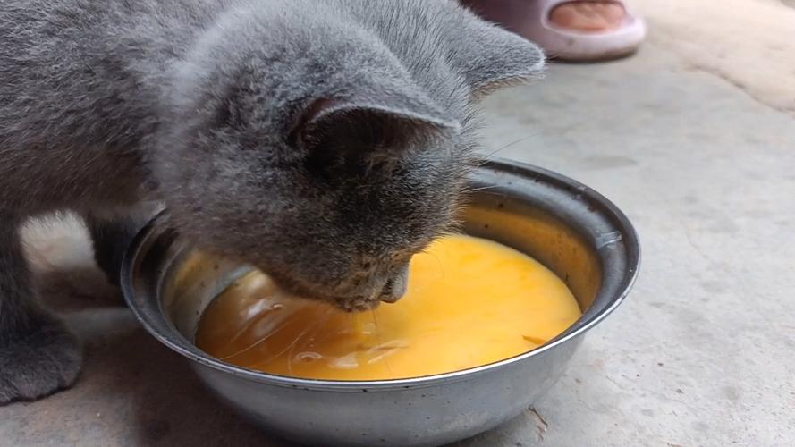 小猫吃蛋清会怎么样