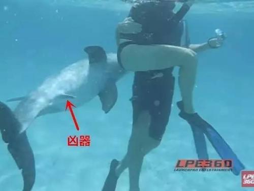 海豚怎么侵害人类的