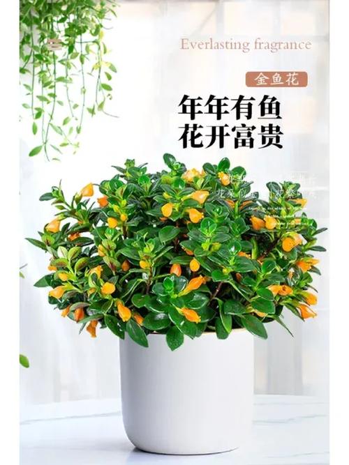 金鱼花的寓意和象征