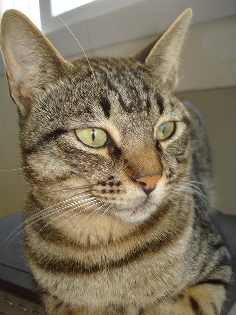 猫头坚硬吗