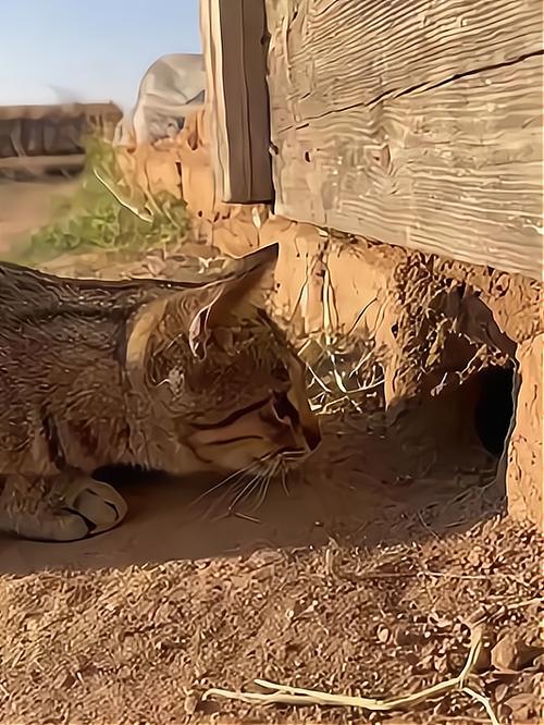 大花猫捉老鼠看图写话缩略图