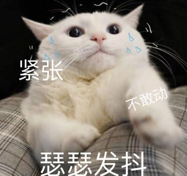 敢不敢动表情包
