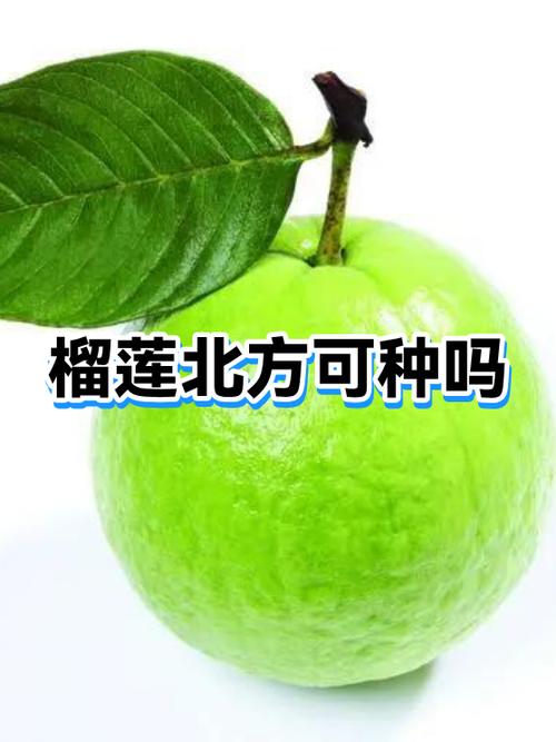 榴莲北方可以种吗