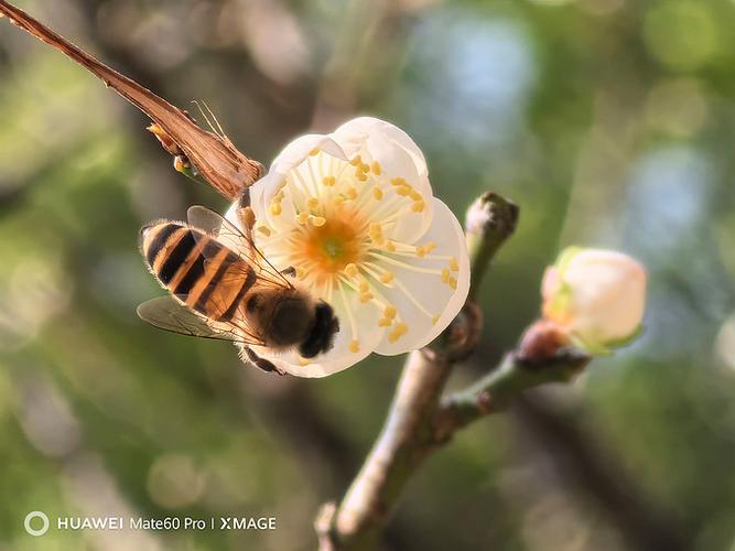 华为手机微距拍摄的技巧
