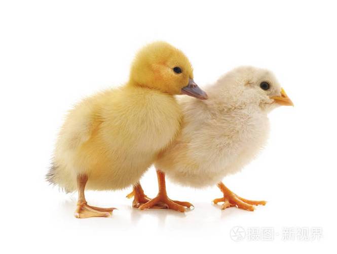 小鸡和鸭子的脚有什么区别
