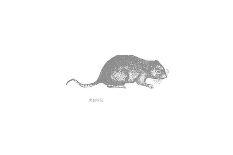 私人联盟独角兽绒鼠