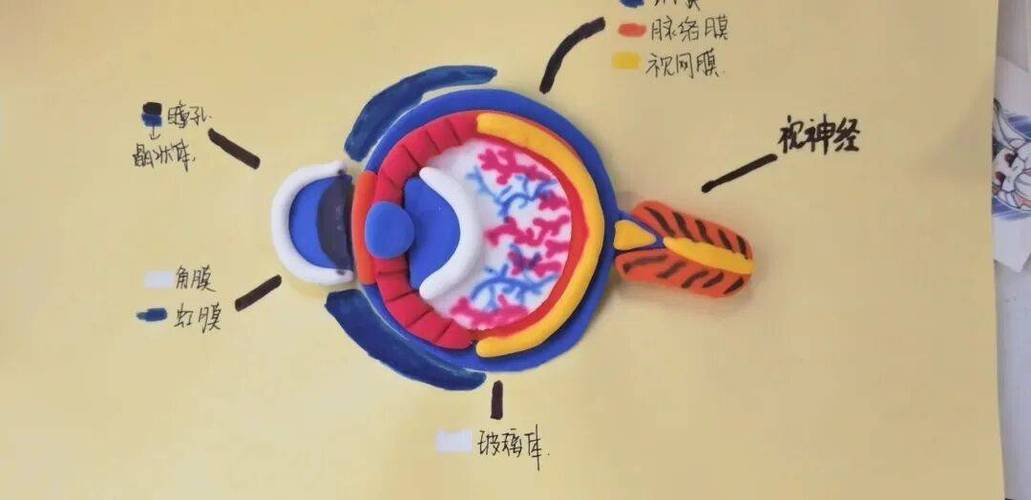 初中生物模型制作图片及方法