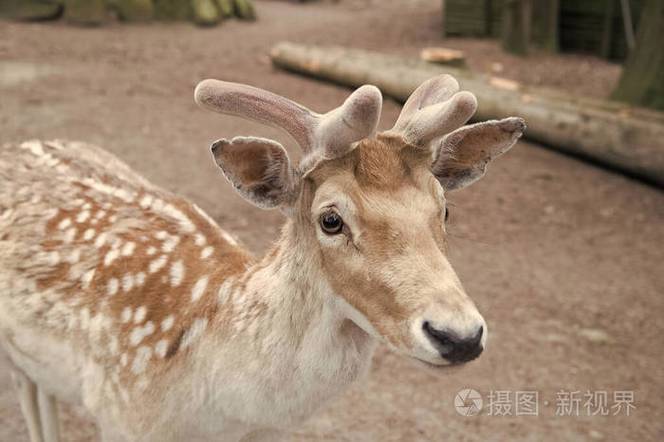 cong小鹿鹿鹿鹿鹿