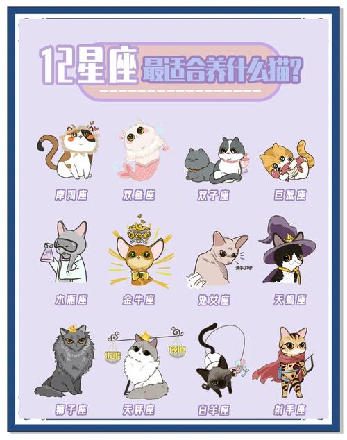 占星猫怎么玩