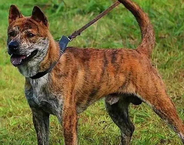 家里养虎斑犬好不好