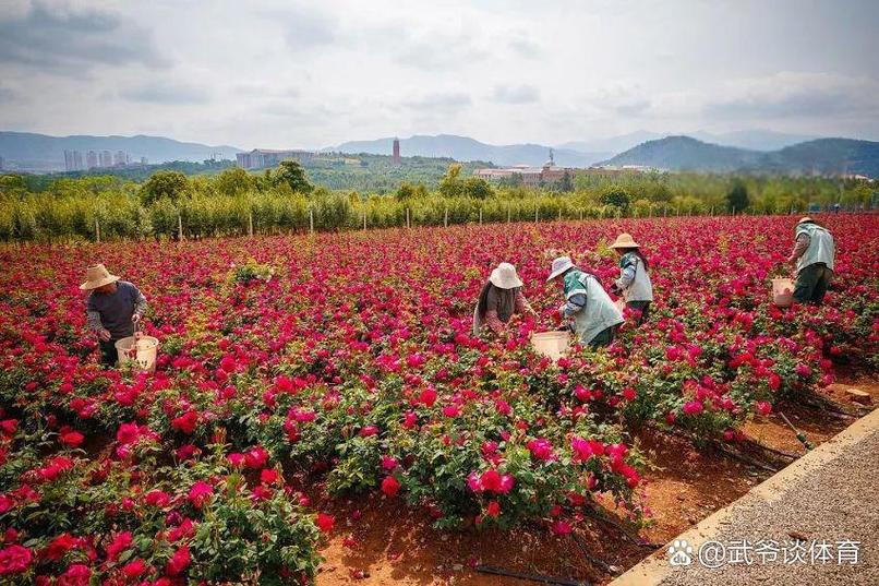 玫瑰花养殖基地挣钱吗