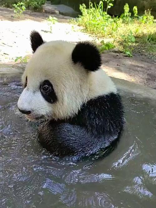 我想看熊猫视频