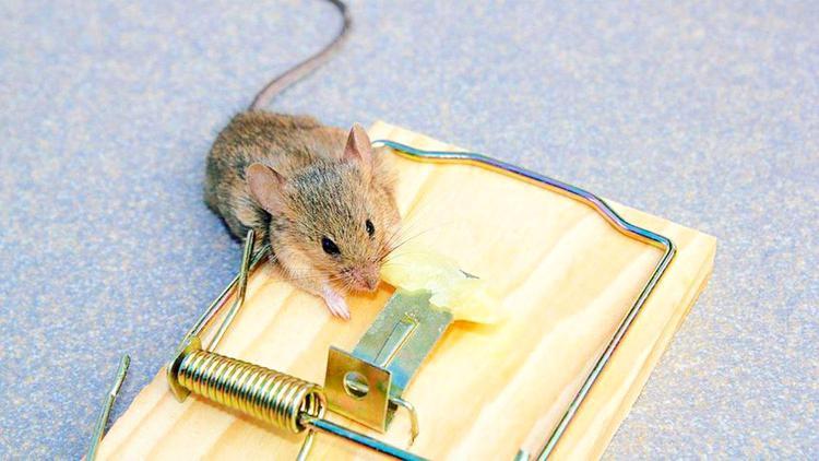 捕鼠夹夹住后老鼠会死吗