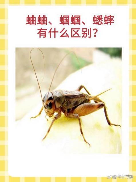 蛐蛐会爬到床上咬人吗